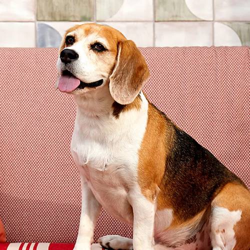 Dog Hotel Indigo